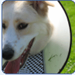 EVA - CHICKA'S SISTER