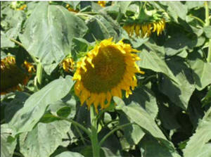 קידוש לט"ו בשבט - מאת יעקב מעוז