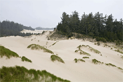 The Oregon Dunes National Recreaton Area near Florence, Oregon.Photo: Jason, Cacophonia, 2008